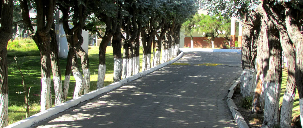 Alameda de árboles del Refugio